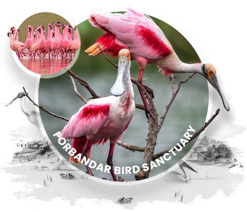 Porbandar Bird Sanctuary